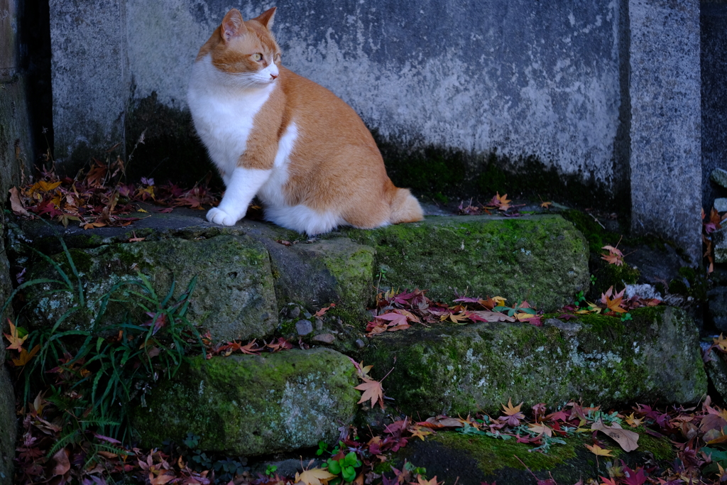 晩秋
