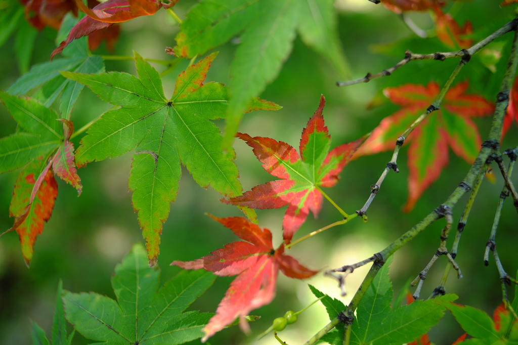 ７月の紅葉