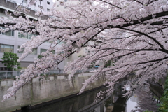 桜の屋根