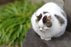 猫の日