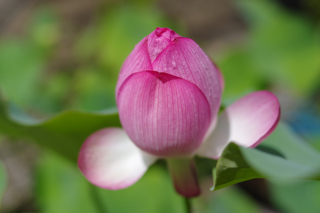 菩提寺の蓮