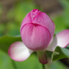 菩提寺の蓮