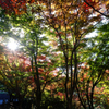 織姫公園の紅葉（1）
