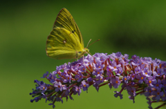 黄金色に輝いて