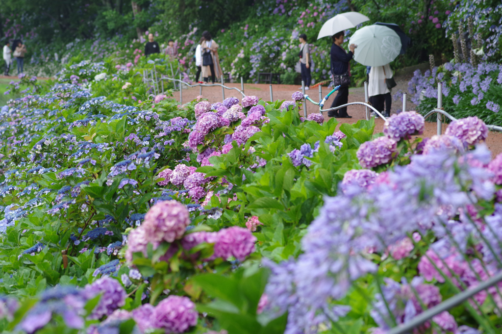 雨の花園