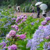 雨の花園