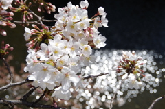 神田川の桜