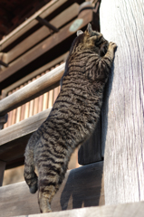 もういいかい？