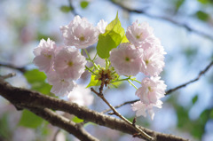 宝珠桜