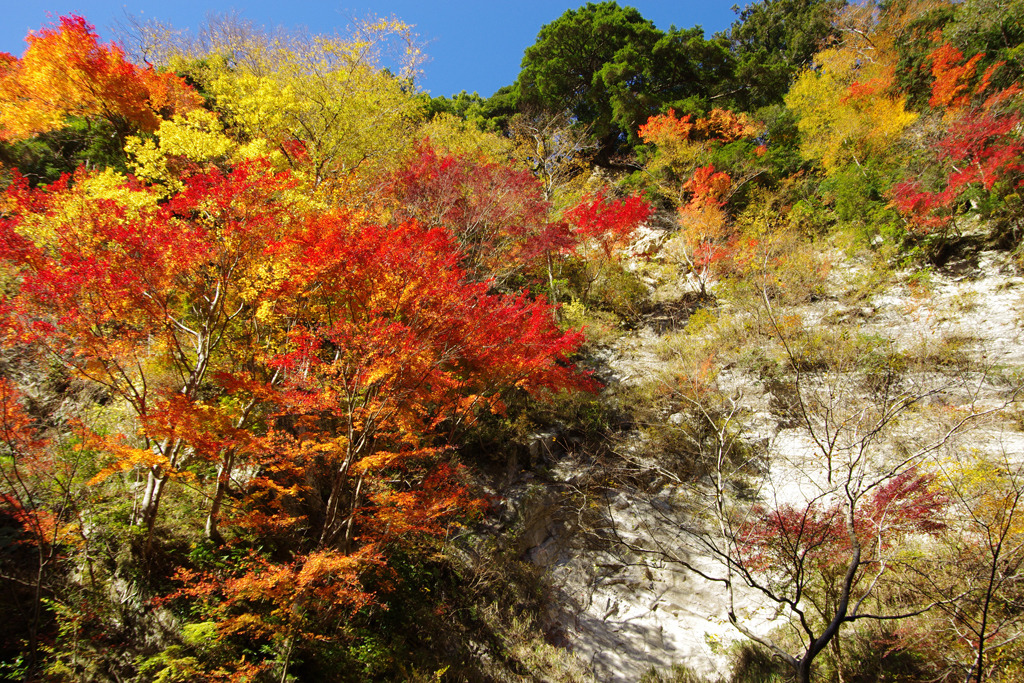 白岩の紅葉