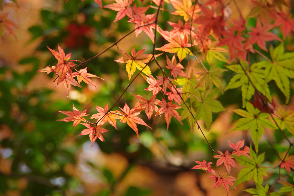 小石川後楽園の紅葉（２）