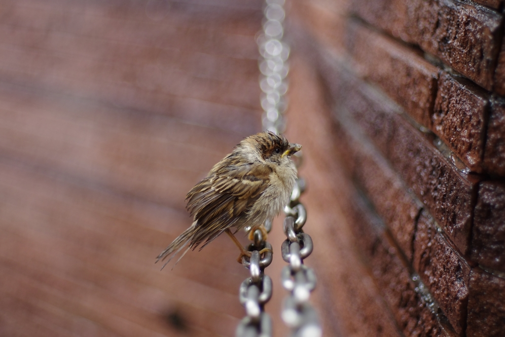 突然の雨に打たれて