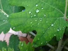 秋雨前線異状あり