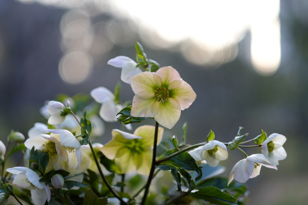 クリスマスローズ