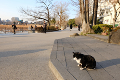 猫杓子ウイルス