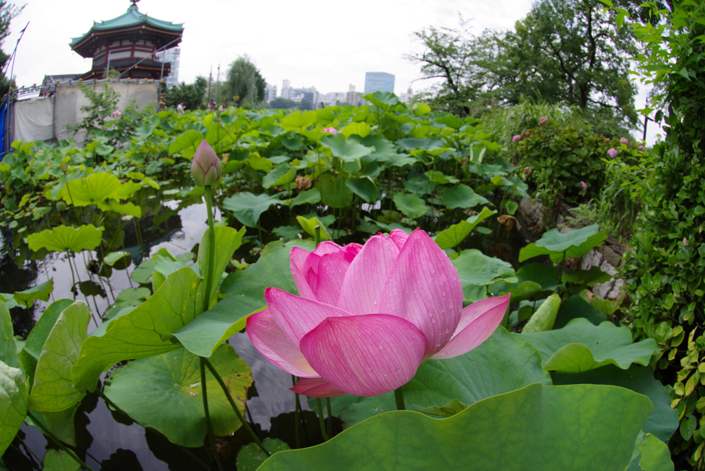 文月の終わりの蓮の花