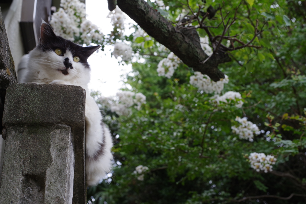 ねこすべり