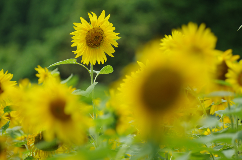 Sunflower