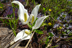 双苞水芭蕉