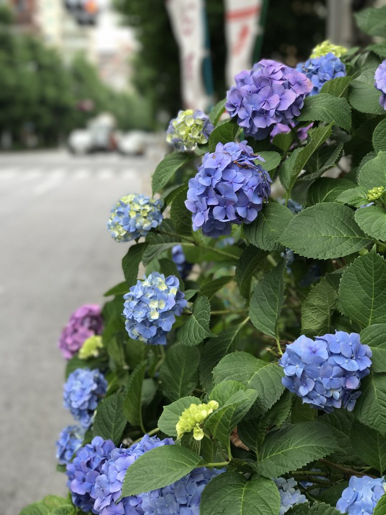 梅雨の到来