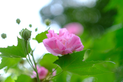 酔芙蓉