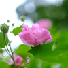 酔芙蓉