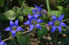 Blue Stars