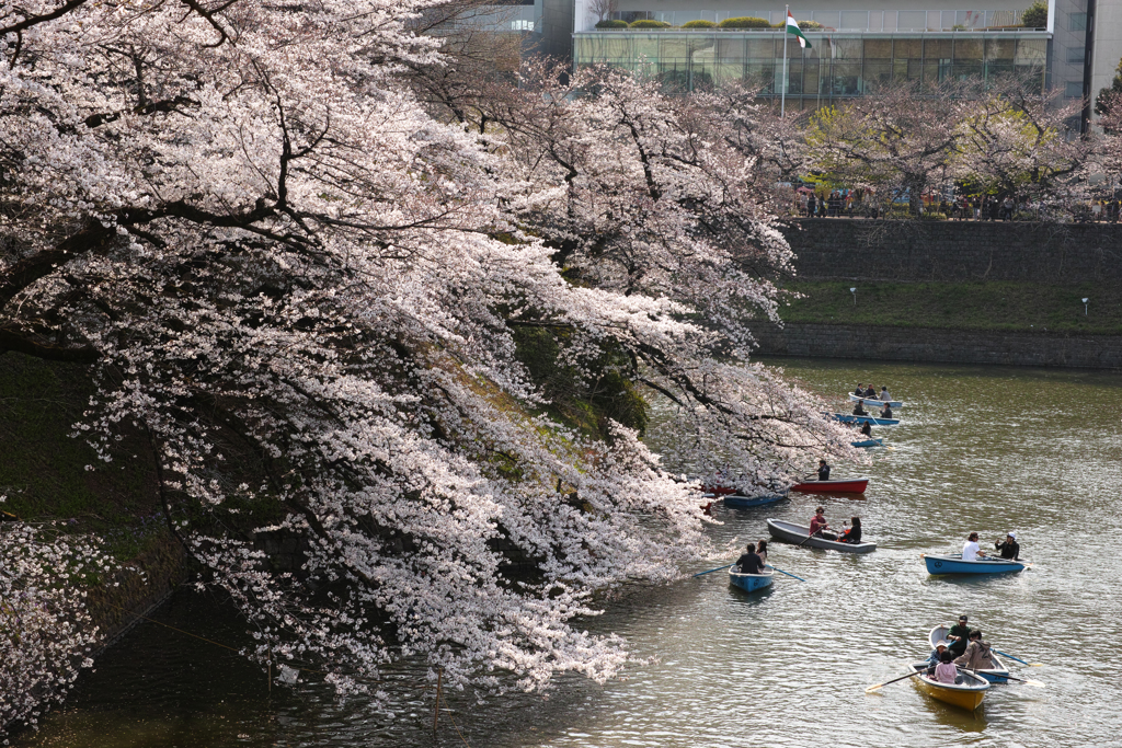 千鳥ヶ淵の桜 '19