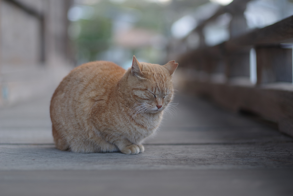 寒さ堪える