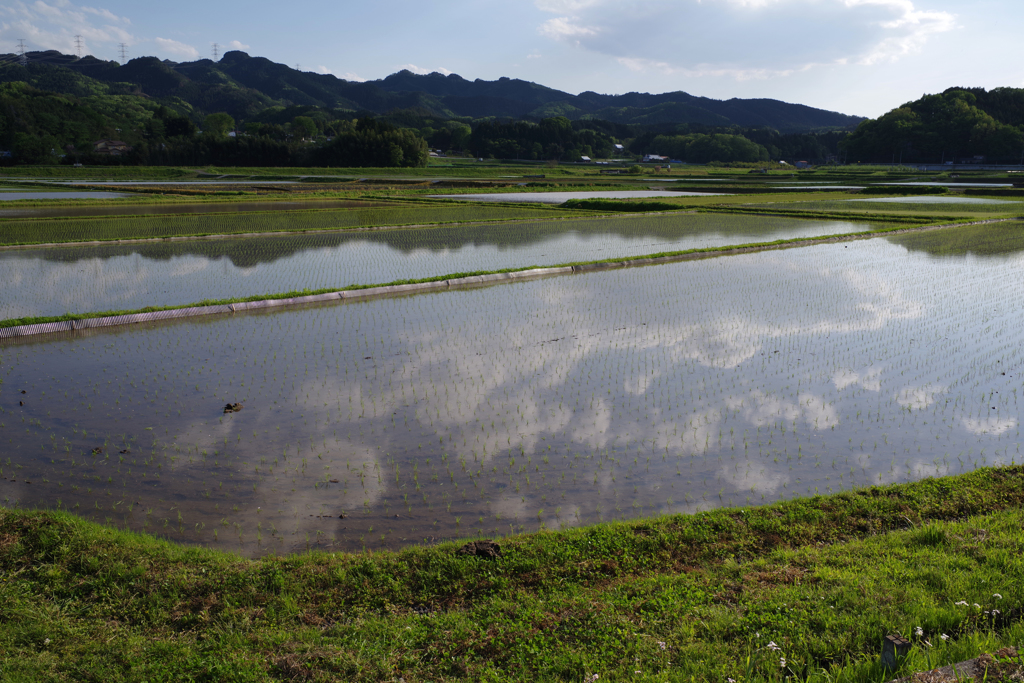 田水張る