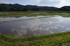 田水張る