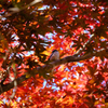 織姫公園の紅葉（２）