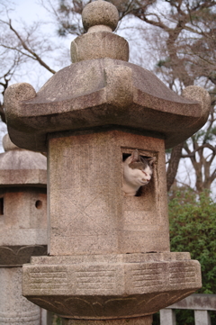灯篭とネコ