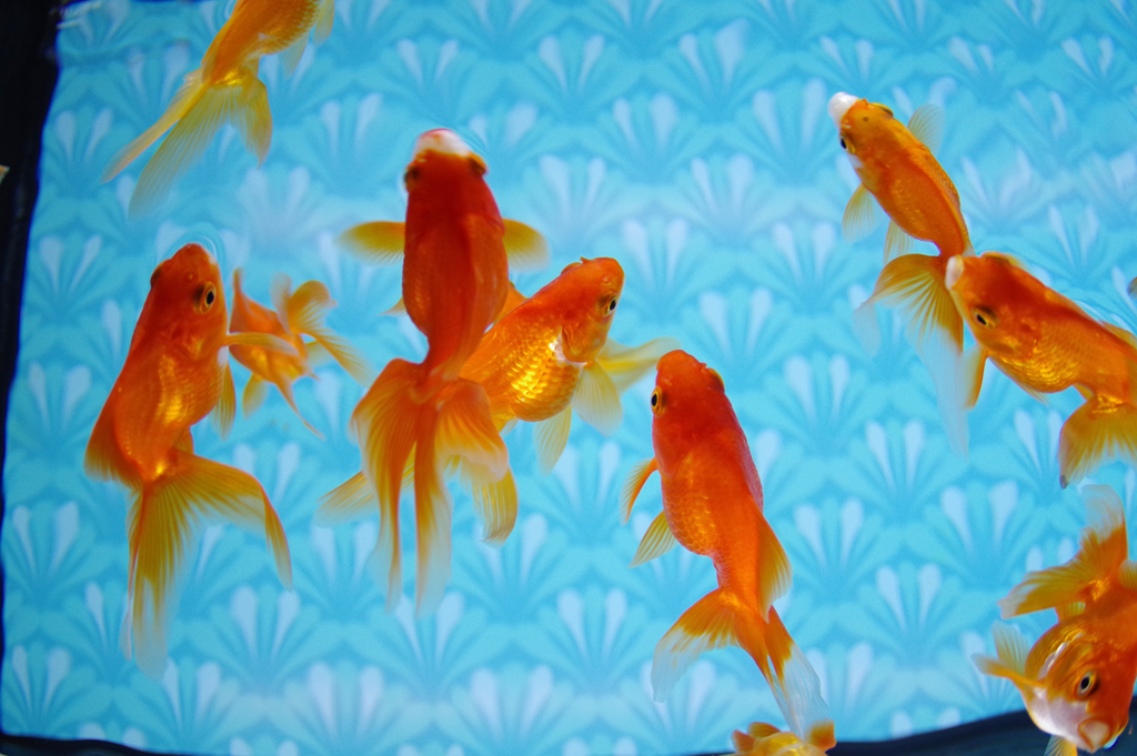 東京金魚ワンダーランド2019(2)