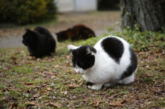 猫背
