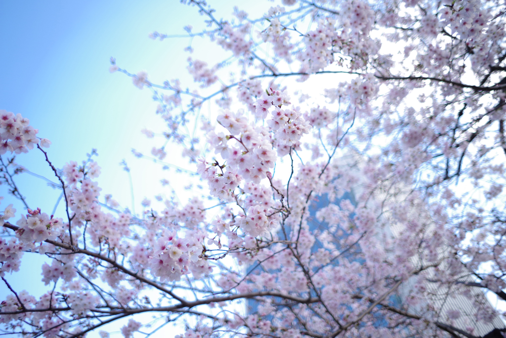 エアリー桜