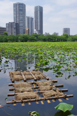 不忍池五月晴れ