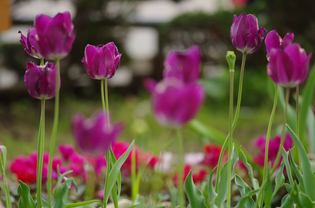 終わりかけチューリップ By みけ Id 写真共有サイト Photohito