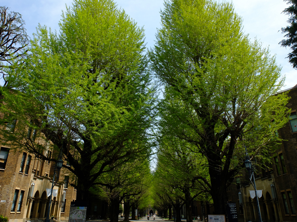 新緑の銀杏並木