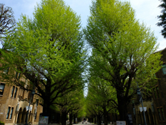 新緑の銀杏並木