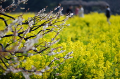梅に菜の花