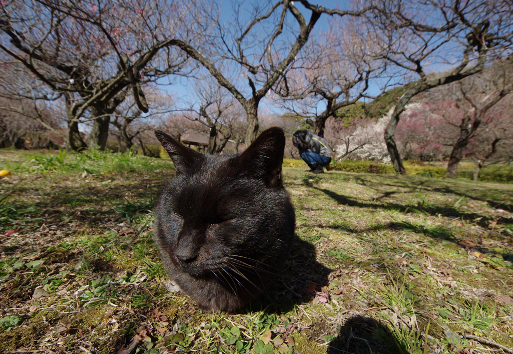 ウメクロ