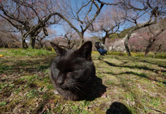 ウメクロ