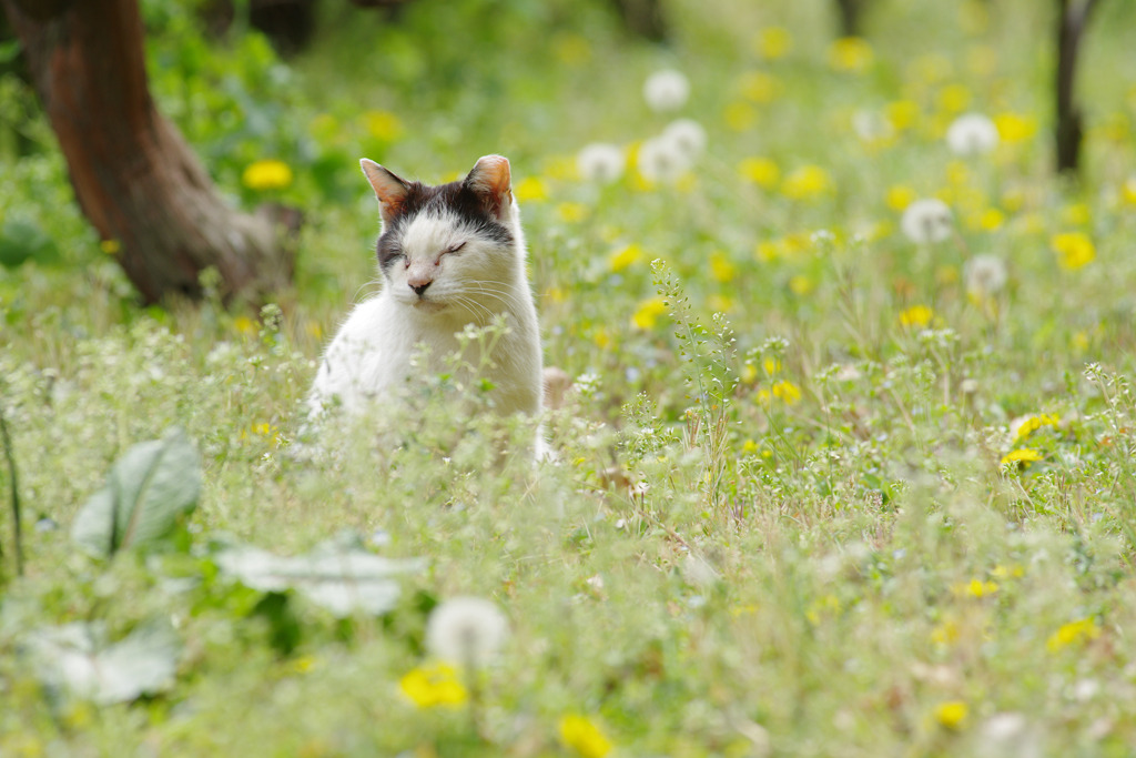 たんぽぽと猫
