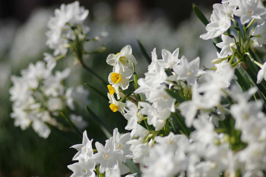 冬の白花