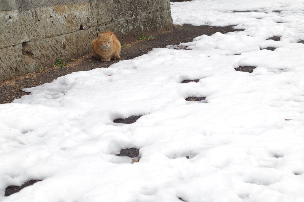 残雪