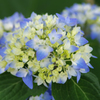 紫陽花～First of May（２）