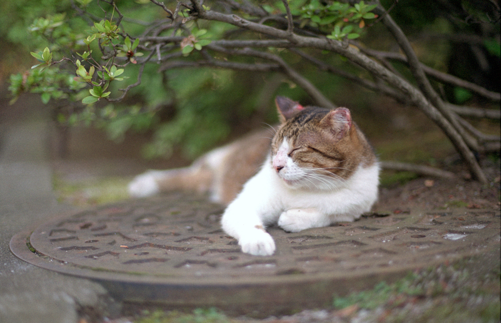 マンホールにゃんこ