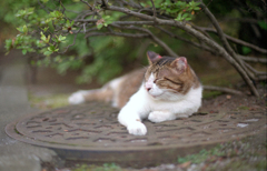 マンホールにゃんこ