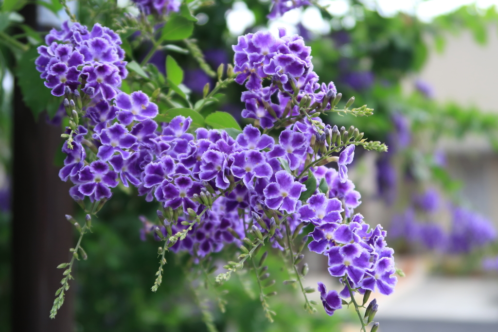 Duranta